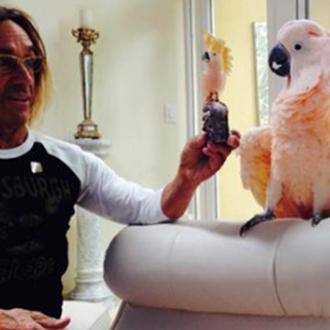 Iggy Pop's cockatoo Biggy Pop becomes Byron Bay Wildlife Hospital patron